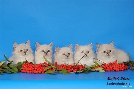 Фотосессия невских маскарадных котят