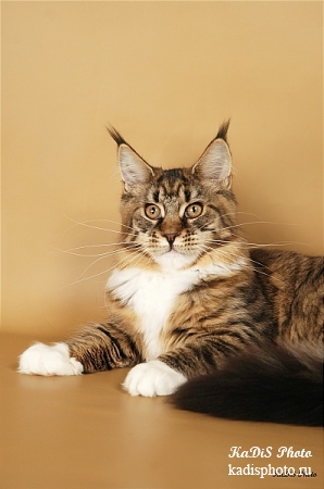 Фотосессия кошки породы Мейн-Кун