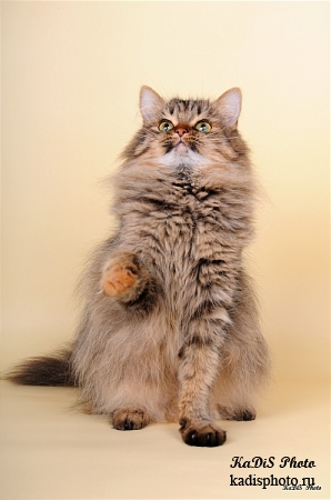 Фотосессия питомника Сибирских кошек "Тайшет"