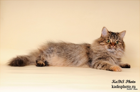 Фотосессия питомника Сибирских кошек "Тайшет"