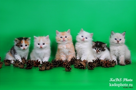 Фотосессия котят в питомнике сибирских кошек "Из Одиссеи"