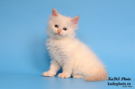 Фотосессия котят в питомнике сибирских кошек "Из Одиссеи"