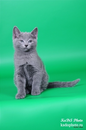 Фотосессия питомника Русских голубых кошек "Moon Light"