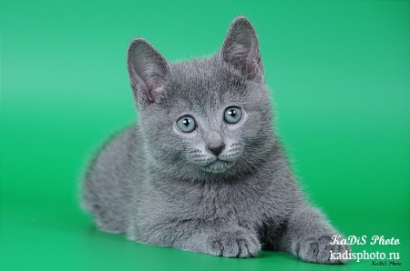 Фотосессия питомника Русских голубых кошек "Moon Light"